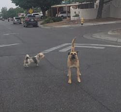 Found/Stray Unknown Dog last seen Cagua and Aztec , Albuquerque, NM 87110