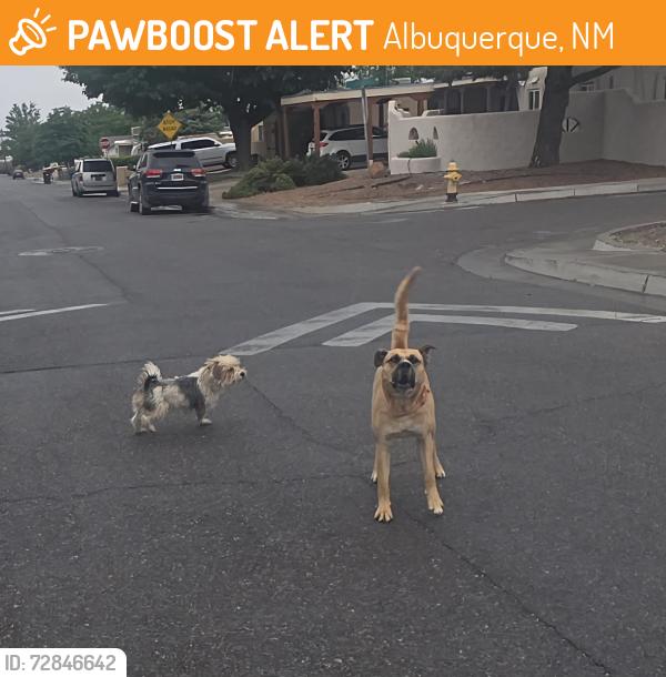 Found/Stray Unknown Dog last seen Cagua and Aztec, Albuquerque, NM 87110