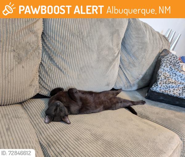 Found/Stray Female Cat last seen Near Indian School Rd , Albuquerque, NM 87104