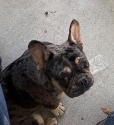 Lost Female Dog last seen West rd/ pleasanton, Houston, TX 77038