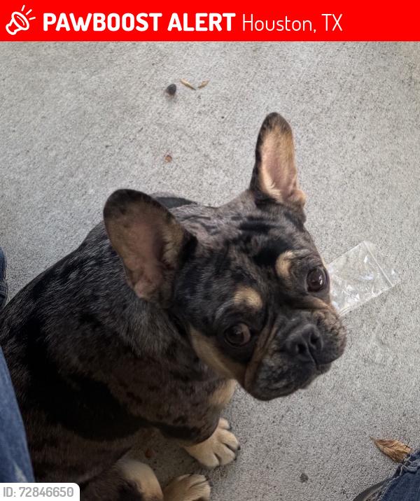 Lost Female Dog last seen West rd/ pleasanton, Houston, TX 77038