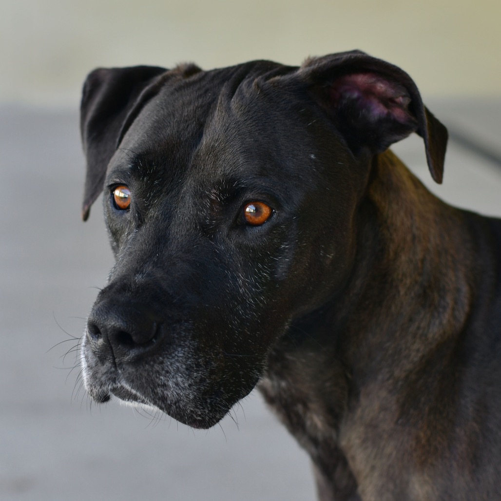 Shelter Stray Male Dog last seen , Ottawa, KS 66067