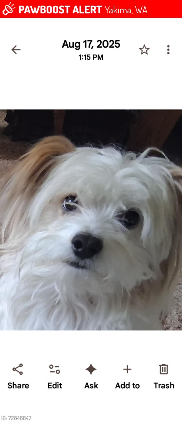 Lost Male Dog last seen nob hill, Yakima, WA 98902