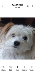 Lost Male Dog last seen nob hill, Yakima, WA 98902