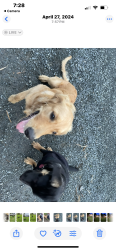 Lost Female Dog last seen 1/79 Ave., Southeast, Monroe, WA 98272