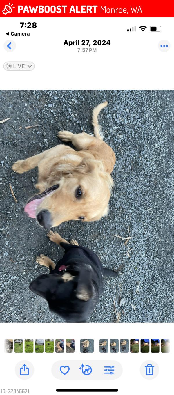 Lost Female Dog last seen 1/79 Ave., Southeast, Monroe, WA 98272