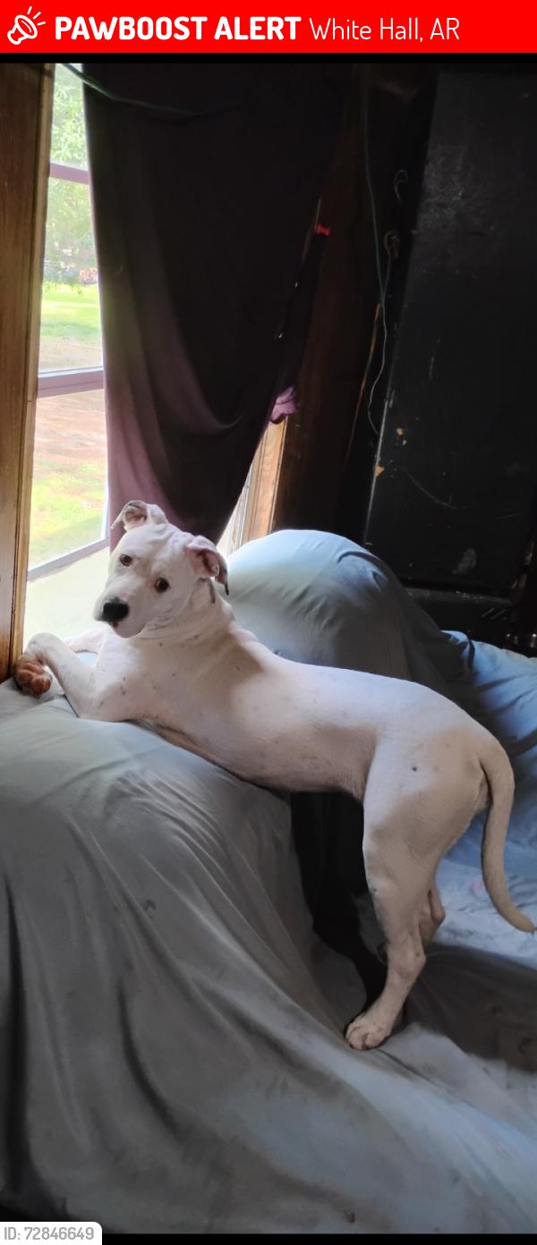 Lost Female Dog last seen in the wooded area between highway 104 and Pursuit Church..., White Hall, AR 71602
