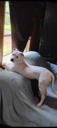Lost Female Dog last seen in the wooded area between highway 104 and Pursuit Church..., White Hall, AR 71602