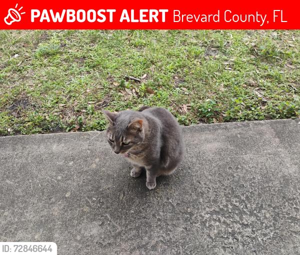 Lost Female Cat last seen Arthur Circle & Marywood Rd ., Brevard County, FL 32934