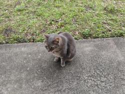 Lost Female Cat last seen Arthur Circle & Marywood Rd ., Brevard County, FL 32934