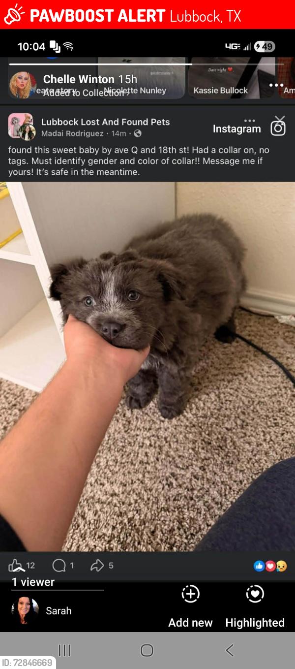 Lost Female Dog last seen Flippers Tavern, Lubbock, TX 79401