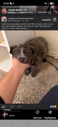 Lost Female Dog last seen Flippers Tavern, Lubbock, TX 79401