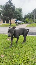 Found/Stray Male Dog last seen 35th st tulsa, Tulsa, OK 74135