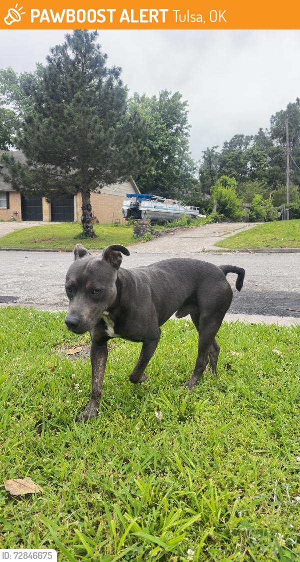 Found/Stray Male Dog last seen 35th st tulsa, Tulsa, OK 74135