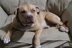 Lost Male Dog last seen Reche Rd and Sunset Mesa , Homestead Valley, CA 92285