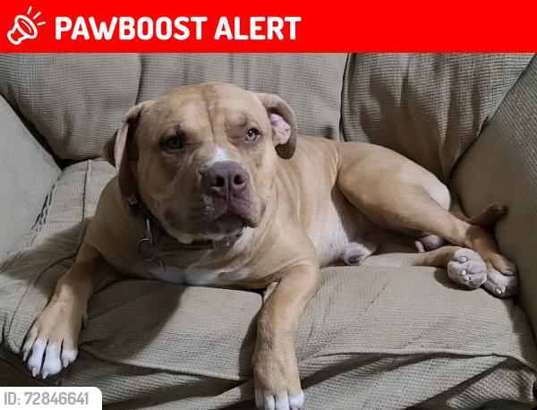 Lost Male Dog last seen Reche Rd and Sunset Mesa , Homestead Valley, CA 92285