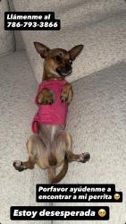 Lost Female Dog last seen Lois Ave , Tampa, FL 33614