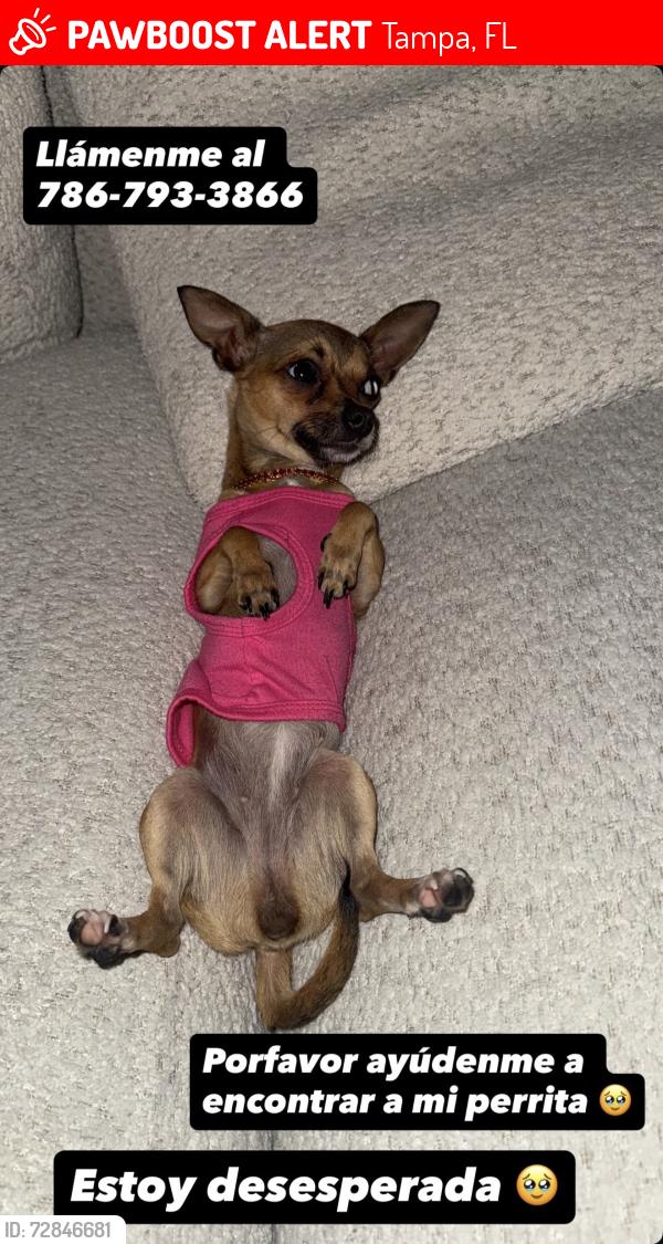Lost Female Dog last seen Lois Ave , Tampa, FL 33614