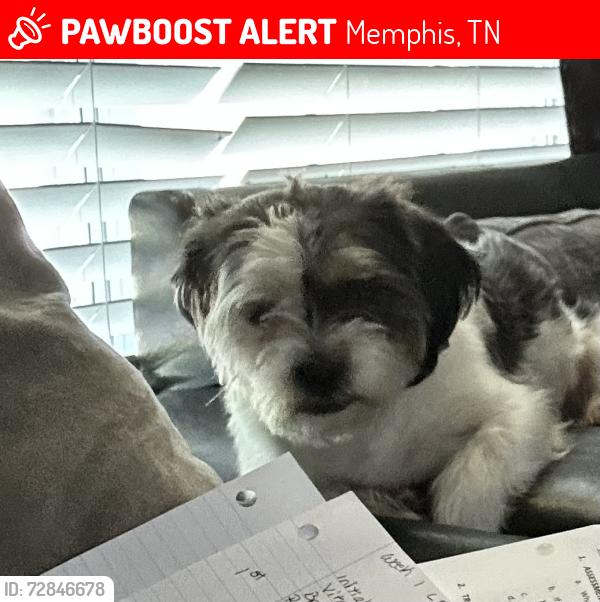 Lost Male Dog last seen Ross rd, Memphis, TN 38141