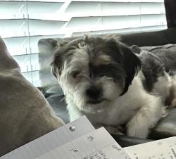 Lost Male Dog last seen Ross rd, Memphis, TN 38141