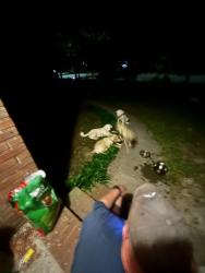 Found/Stray Male Dog last seen pala verde drive, Fayetteville, NC 28304