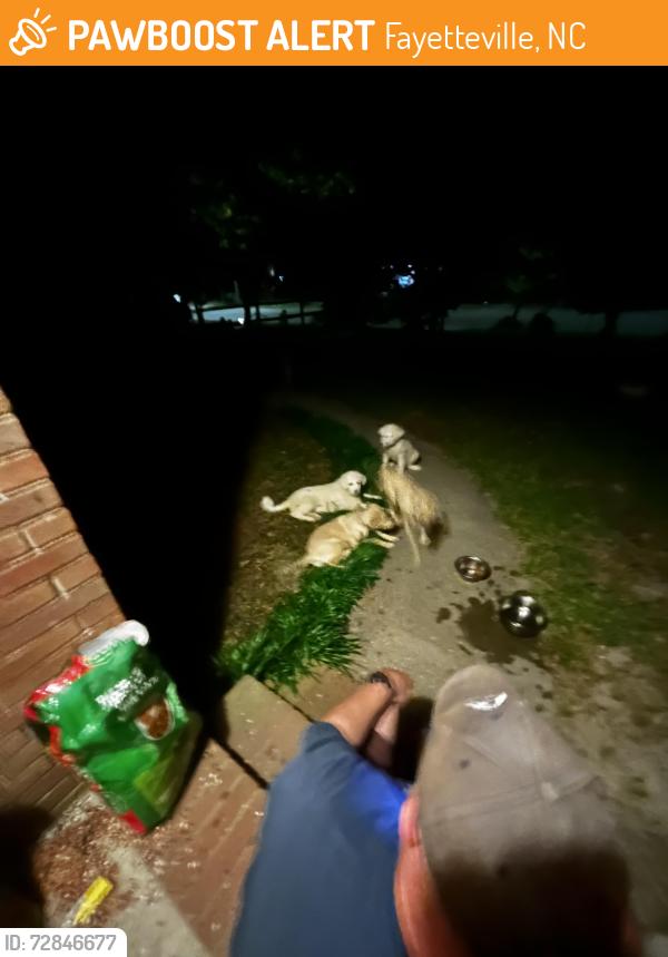 Found/Stray Male Dog last seen pala verde drive, Fayetteville, NC 28304