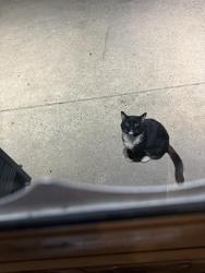 Found/Stray Unknown Cat last seen Knorr. Alley between Rutland and Lynford , Philadelphia, PA 19149