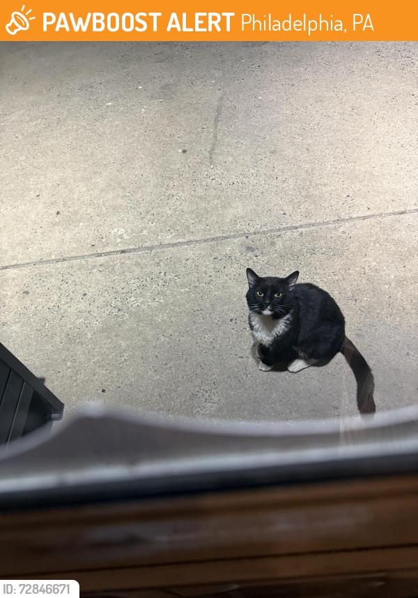 Found/Stray Unknown Cat last seen Knorr. Alley between Rutland and Lynford , Philadelphia, PA 19149