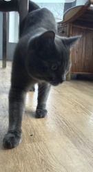 Lost Male Cat last seen Near 148th ave SE, Renton, WA 98059