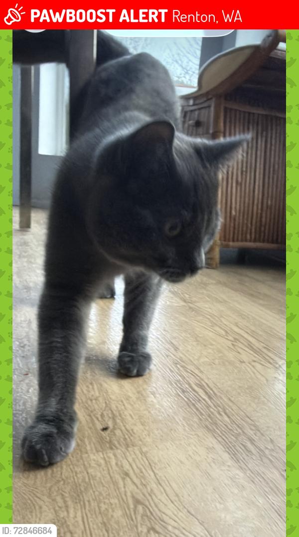 Lost Male Cat last seen Near 148th ave SE, Renton, WA 98059