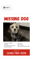 Lost Male Dog last seen Woodward and 14 mile, Birmingham, MI 48009
