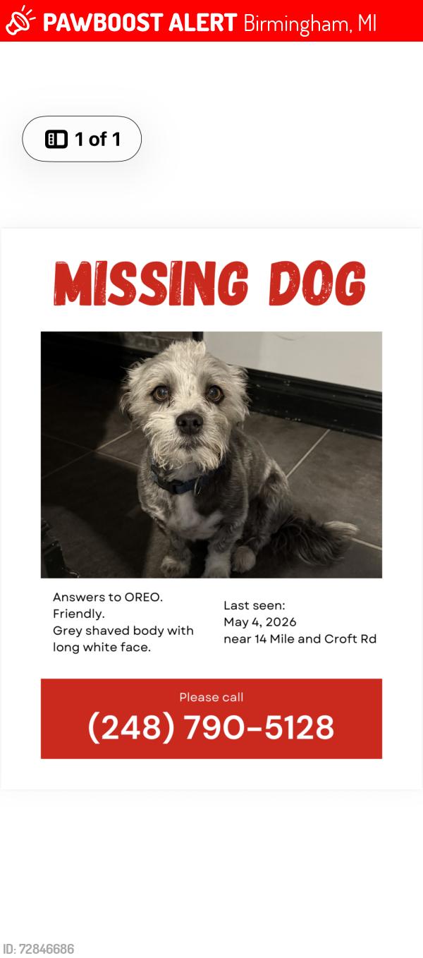 Lost Male Dog last seen Woodward and 14 mile, Birmingham, MI 48009