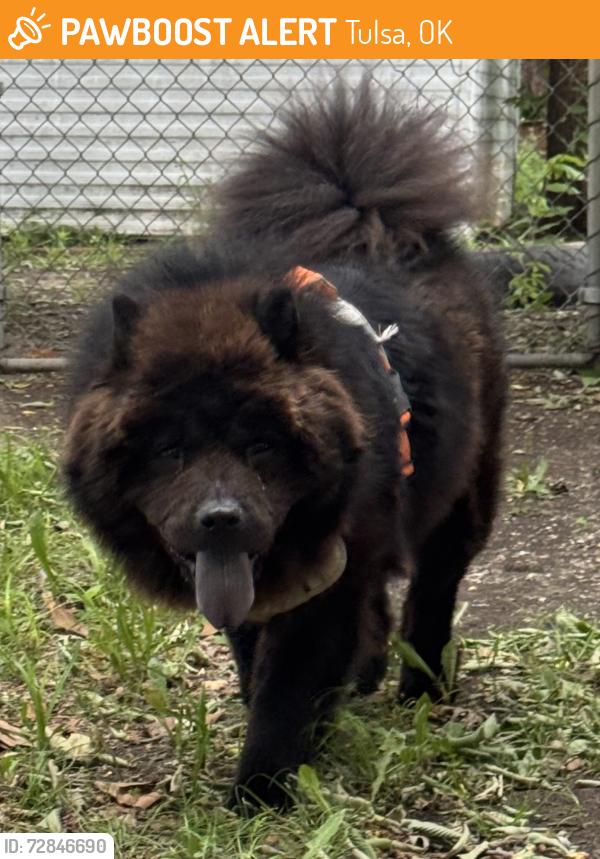 Found/Stray Male Dog last seen Near N Memorial Dr. , Tulsa, OK 74115