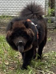 Found/Stray Male Dog last seen Near N Memorial Dr. , Tulsa, OK 74115