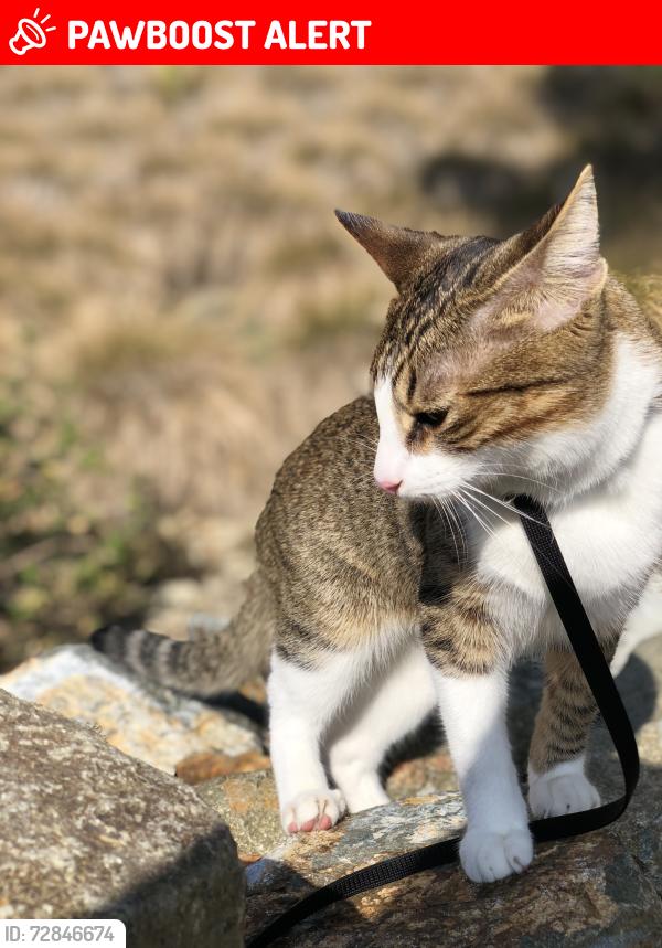 Lost Male Cat last seen Near Camino De Vista , San Juan Capistrano, CA 92673