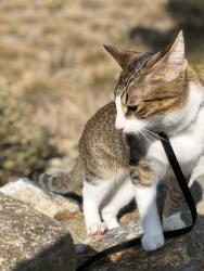 Lost Male Cat last seen Near Camino De Vista , San Juan Capistrano, CA 92673