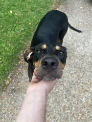 Lost Female Dog last seen Ponce de Leon, Ocean Springs, MS 39564