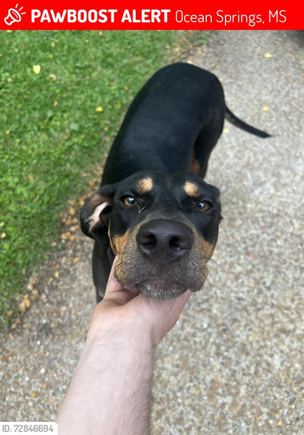 Lost Female Dog last seen Ponce de Leon, Ocean Springs, MS 39564