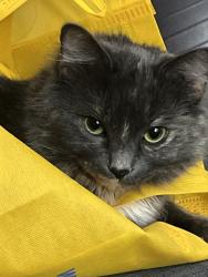 Lost Female Cat last seen Mercier crescent Ottawa Ontario , Ottawa, ON K1W