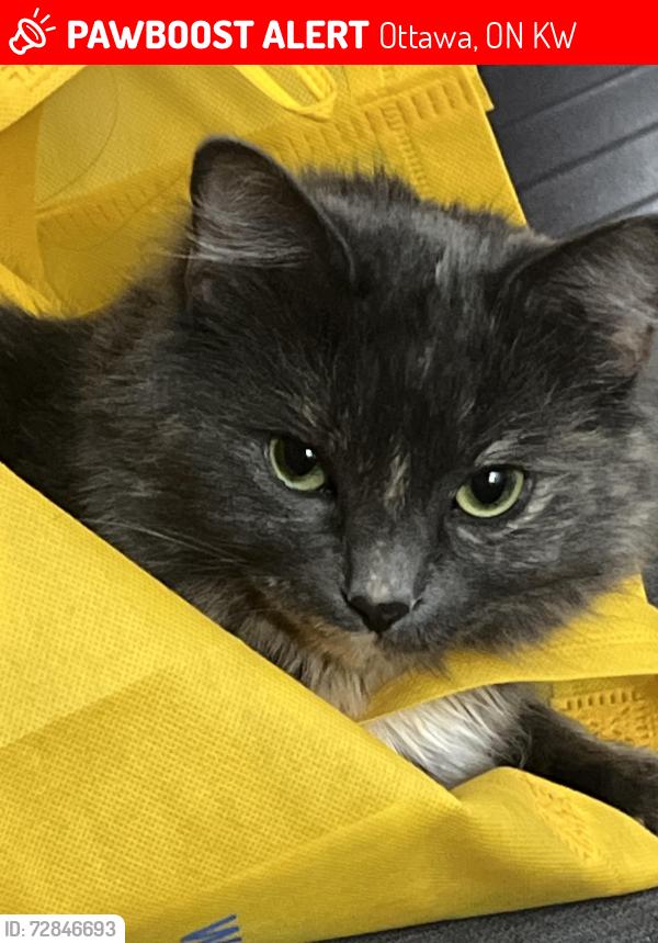 Lost Female Cat last seen Mercier crescent Ottawa Ontario , Ottawa, ON K1W
