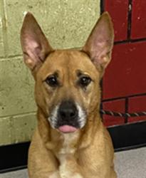 Shelter Stray Female Dog last seen Near , Indianapolis, IN 46221