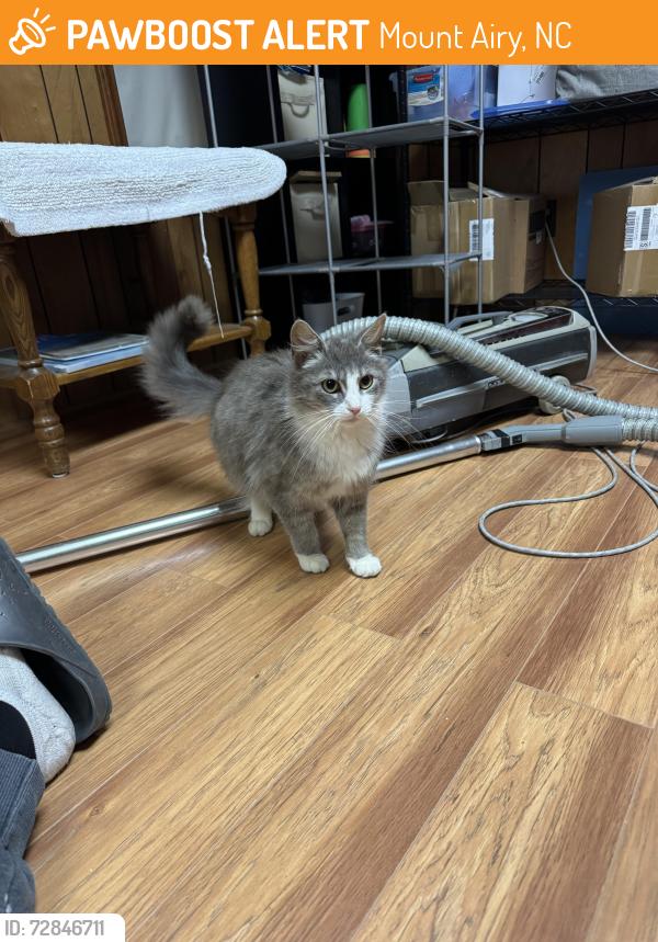 Found/Stray Female Cat last seen Old 601 close to Walmart, Mount Airy, NC 27030