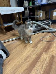 Found/Stray Female Cat last seen Old 601 close to Walmart, Mount Airy, NC 27030