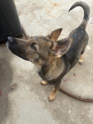 Lost Male Dog last seen maple ave, Hesperia, CA 92345