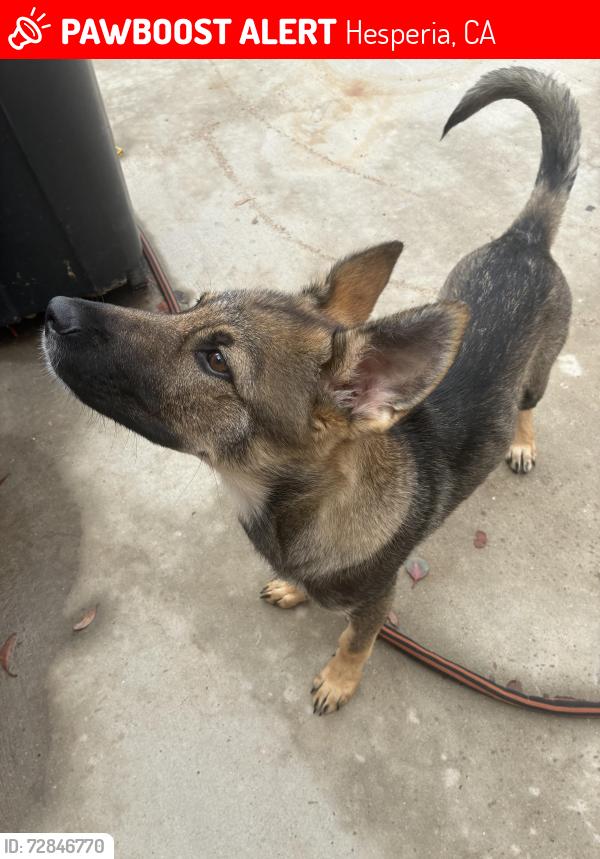 Lost Male Dog last seen maple ave, Hesperia, CA 92345