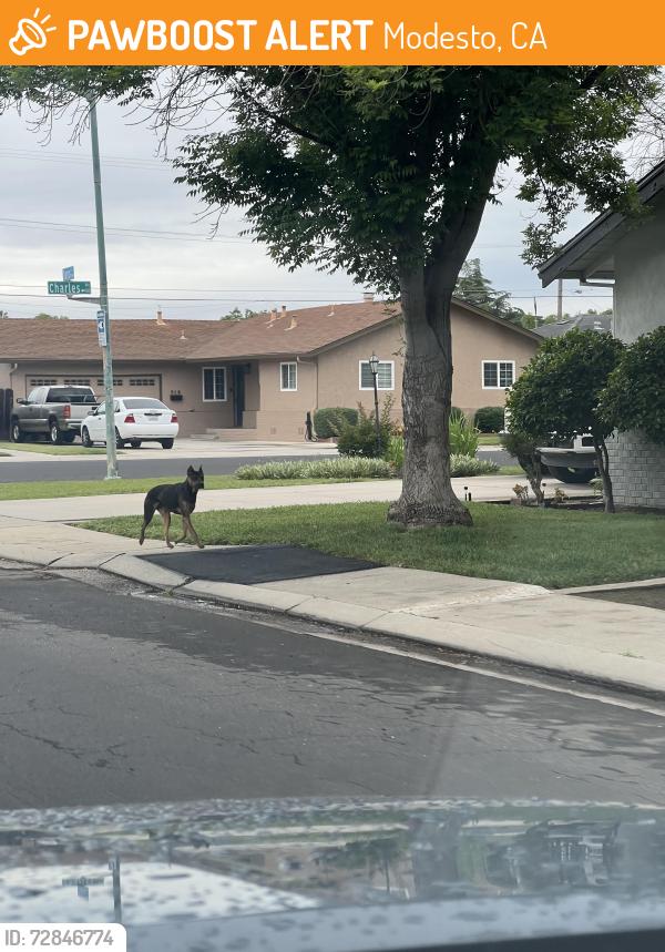 Found/Stray Female Dog last seen Dana Ave and Charles ave, Modesto, CA 95350