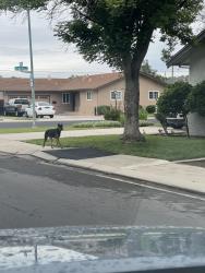 Found/Stray Female Dog last seen Dana Ave and Charles ave, Modesto, CA 95350