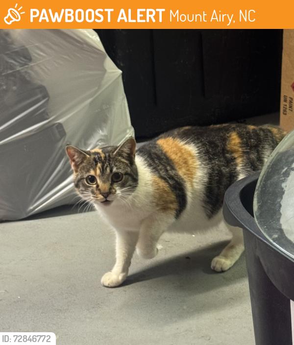 Found/Stray Female Cat last seen Old 601 close to Walmart, Mount Airy, NC 27030