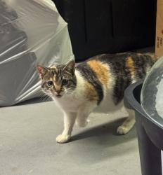 Found/Stray Female Cat last seen Old 601 close to Walmart, Mount Airy, NC 27030