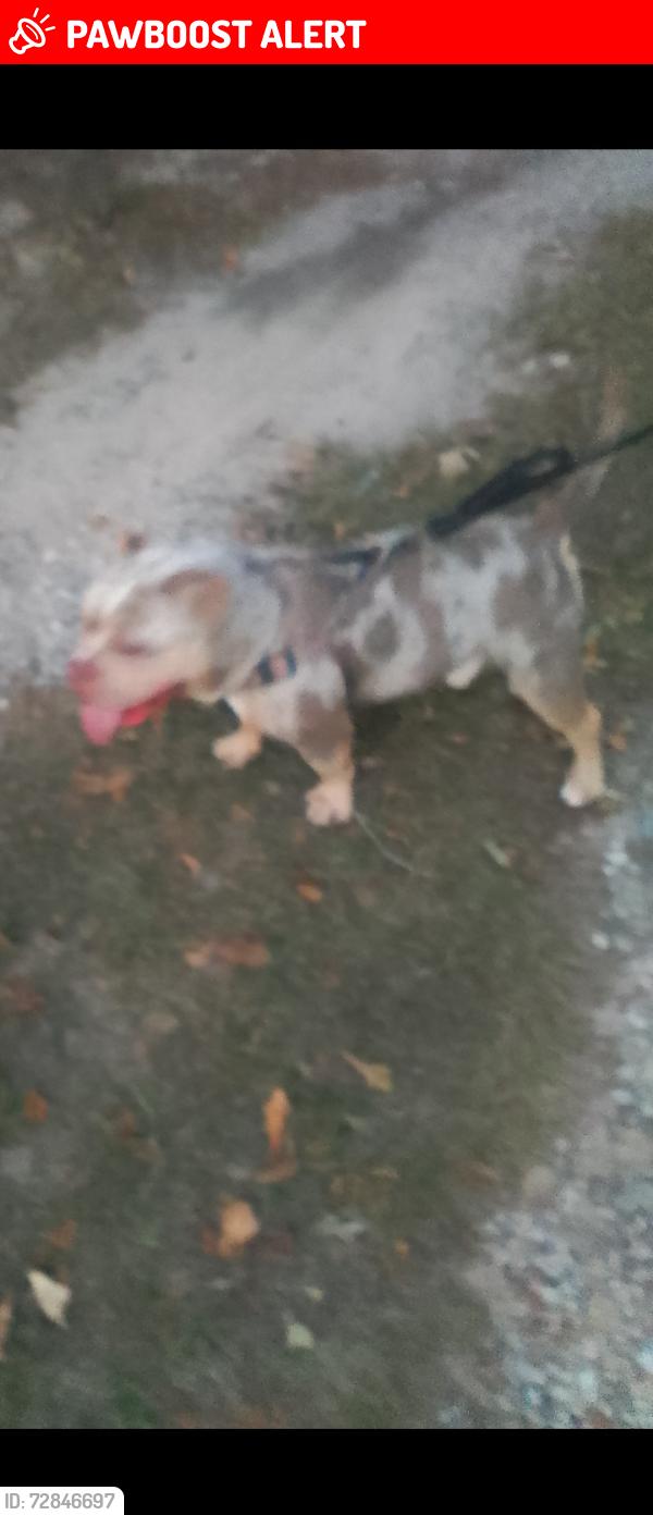 Lost Male Dog last seen S. Lee Shores Rd. And Shadow Bay Dr, Montgomery County, TX 77318